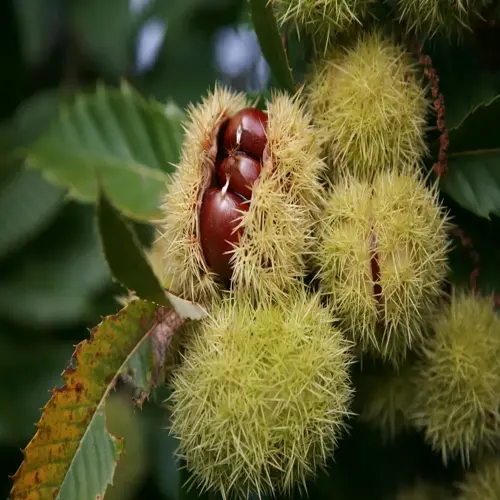 chestnut tree harvest with spiky husks and ripe chestnuts