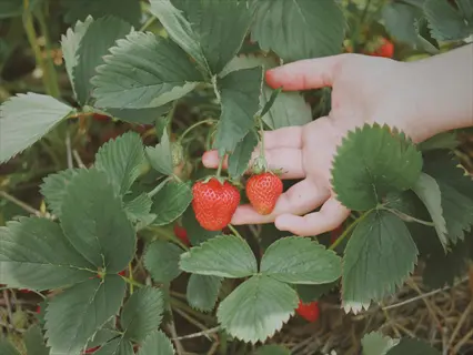 child's hand reaching for ripe seascape strawberries on plants in a garden