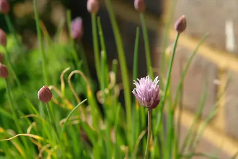 chives growing in a pot with slender green leaves and purple flower buds (some open, some in bud) against a sunlit brick wall background
