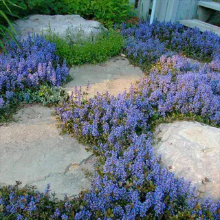 chocolate chip ajuga foliage with purple flower spikes growing around stepping stones and rocks in a garden landscape