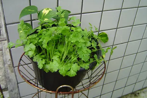cilantro coriander plant in a black pot on a metal stand against a tiled wall