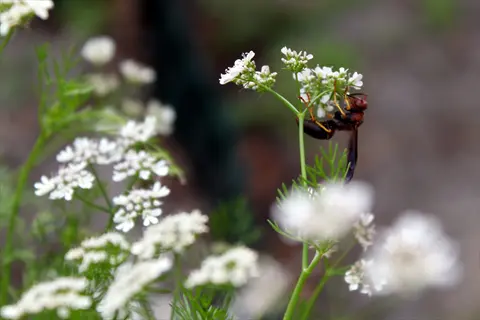 cilantro flowers blooming: delicate white clusters on slender green stems with a wasp visiting, set in soft-focus garden background (cilantro)