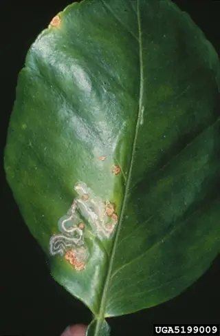 citrus leaf with characteristic serpentine trails and brown blotches from citrus leaf miner damage, scientific specimen label text at bottom