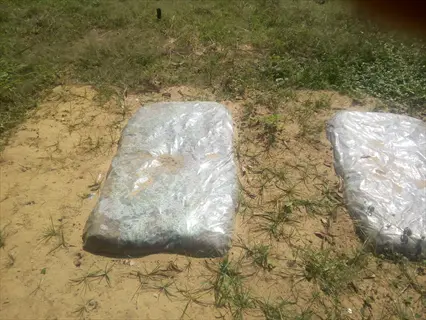 clear plastic sheets for soil solarization covering garden beds in a sunny field
