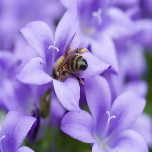 close-up of a bee on purple bell-shaped flowers