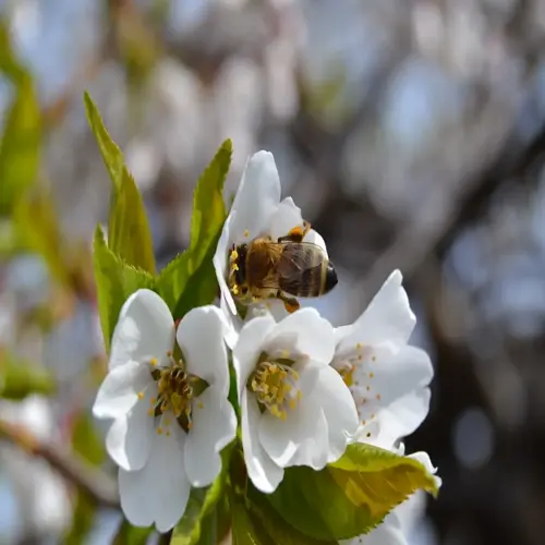 close-up of a bee pollinating white apple blossoms with green leaves
