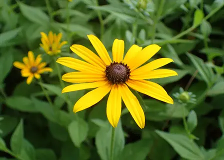 close-up of a black-eyed susan (rudbeckia) flower with yellow petals and a dark center