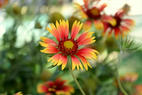 close-up of a blanketflower (gaillardia aristata) with red and yellow blooms