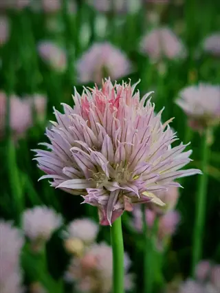 close-up of a blooming chive flower with pink petals in a herb garden