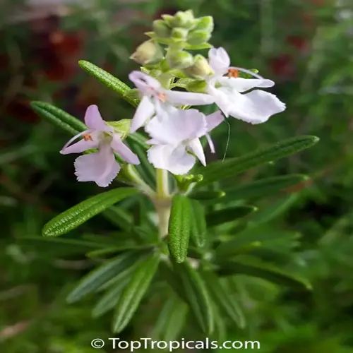 close-up of a blooming rosemary plant in a garden showing delicate white flowers and green needle-like foliage