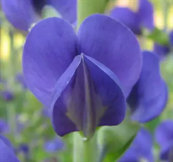 close-up of a blue false indigo (baptisia) flower with deep purple petals
