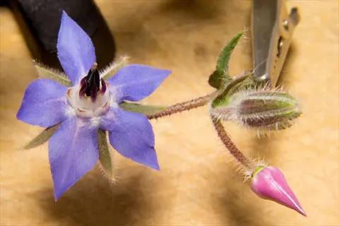 close-up of a bright blue borage flower with a budding pink flower on the stem