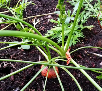 close-up of a carrot with green tops growing in soil, part of a carrot garden harvest