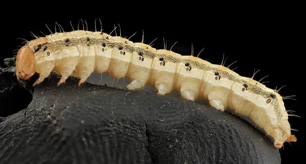 close-up of a corn earworm pest (helicoverpa zea larva) on dark fabric, showing characteristic pale body with dark spots and bristles for pest monitoring