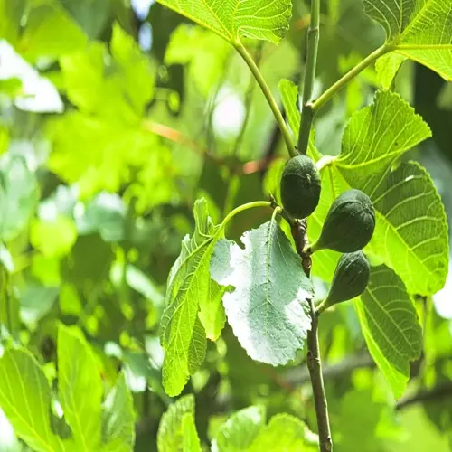 close-up of a fig tree branch with unripe green figs and lush leaves