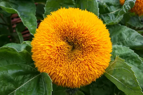 close-up of a fluffy teddy bear sunflower with dense orange-yellow double petals resembling fur, surrounded by lush green leaves in natural light