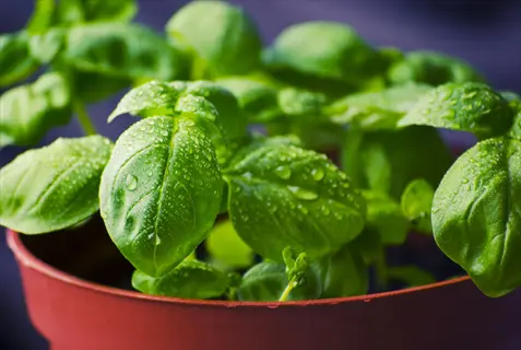 close-up of a fresh basil plant pot with vibrant green leaves covered in water droplets