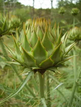 close-up of a green artichoke bud with tightly packed bracts and sharp spines in a natural outdoor setting