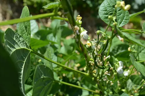 close-up of a green bean plant with white flowers and small green beans, part of a green bean garden
