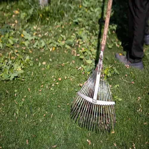 close-up of a metal rake with wooden handle during fall lawn care raking on a grassy yard with scattered leaves and debris