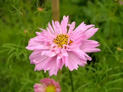 close-up of a pink double click cosmos flower with a yellow center, surrounded by green foliage