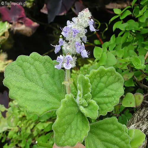 close-up of a plant with purple flowers and fuzzy green leaves, commonly used as a basil garden companion plant