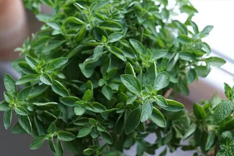 close-up of a potted oregano herb plant with small, oval, green leaves and a bushy appearance, placed near a window