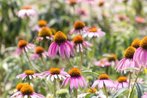 close-up of a purple coneflower echinacea garden with vibrant echinacea purpurea blooms in soft focus