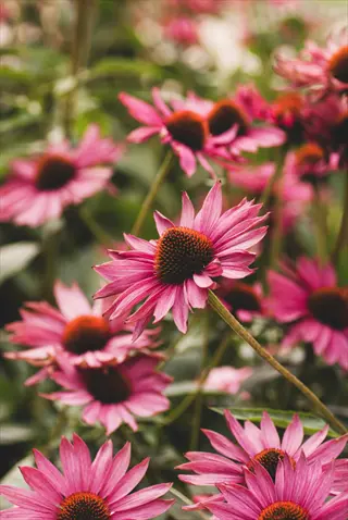 close-up of a purple coneflower garden with vibrant pink flowers and green foliage
