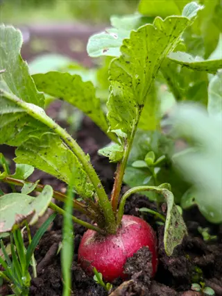 close-up of a radish plant in a garden with vibrant green leaves and red root