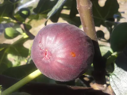 close-up of a ripe chicago hardy fig fruit on a branch with green leaves