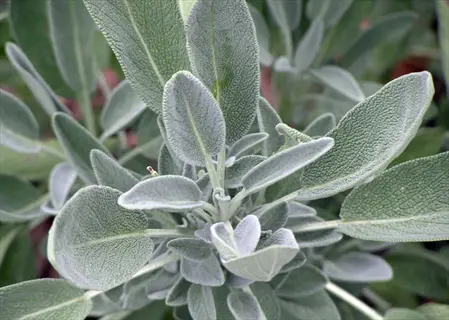 close-up of a sage herb plant with fuzzy gray-green leaves, showcasing its characteristic velvety texture and lance-shaped foliage