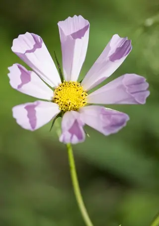 close-up of a sea shells cosmos flower with pale pink tubular petals and a bright yellow center