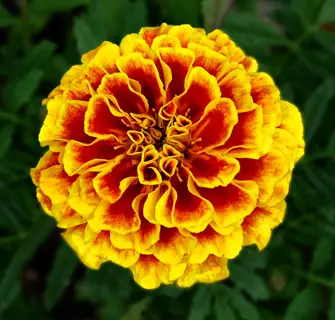 close-up of a vibrant french marigold flower with yellow and red petals