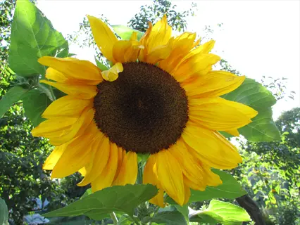 close-up of a vibrant mammoth russian sunflower with large yellow petals and dark central disk, surrounded by green leaves under bright sunlight