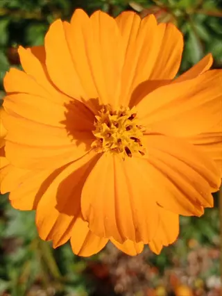 close-up of a vibrant orange-yellow cosmos sulphureus flower with a bright center, resembling the 'bright lights mix'