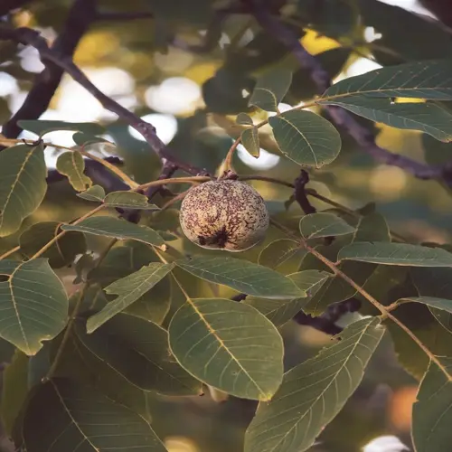 close-up of a walnut on a tree in a walnut tree orchard