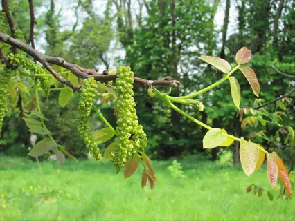 close-up of a walnut tree branch with catkins and new leaves, illustrating the right time for planting walnut tree