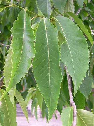 close-up of american chestnut leaves (castanea dentata) with serrated edges and prominent veins