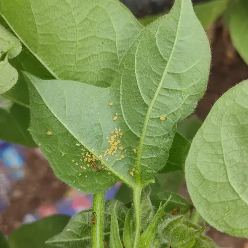 close-up of aphids on green plant leaves with visible veins and other foliage in background