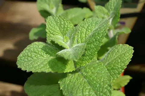close-up of apple mint fuzzy leaves (mentha suaveolens) with soft hairy green foliage in sunlight