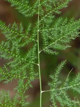 close-up of asparagus plant summer fern (apollo variety) with delicate feathery green fronds against blurred natural background