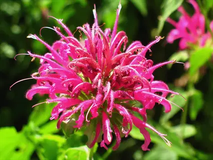 close-up of bee balm wild bergamot (monarda fistulosa) flower