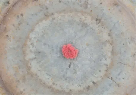close-up of blood meal garden granules on a textured surface