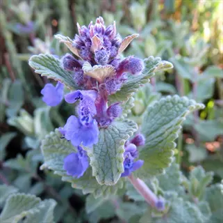 close-up of blooming catmint (nepeta) flowers with purple-blue blossoms and textured green foliage