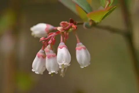 close-up of blueberry flower buds with white petals and pink bases on green stems