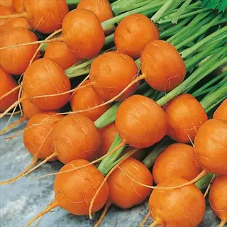 close-up of bright orange round paris market (container favorite) carrots with green tops and visible roots, arranged on a gray surface