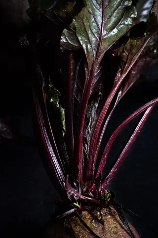 close-up of bulls blood beet leaves with dark red stems and green tops against a dark background
