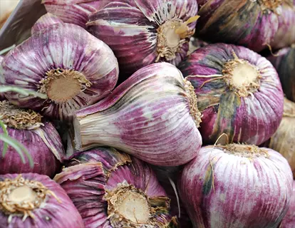 close-up of chesnok red (hardneck purple stripe) garlic bulbs with purple stripes