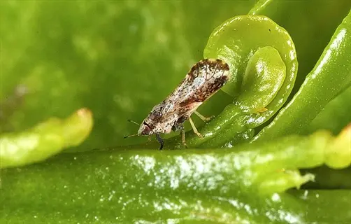 close-up of citrus psyllid insect on a vibrant green citrus leaf